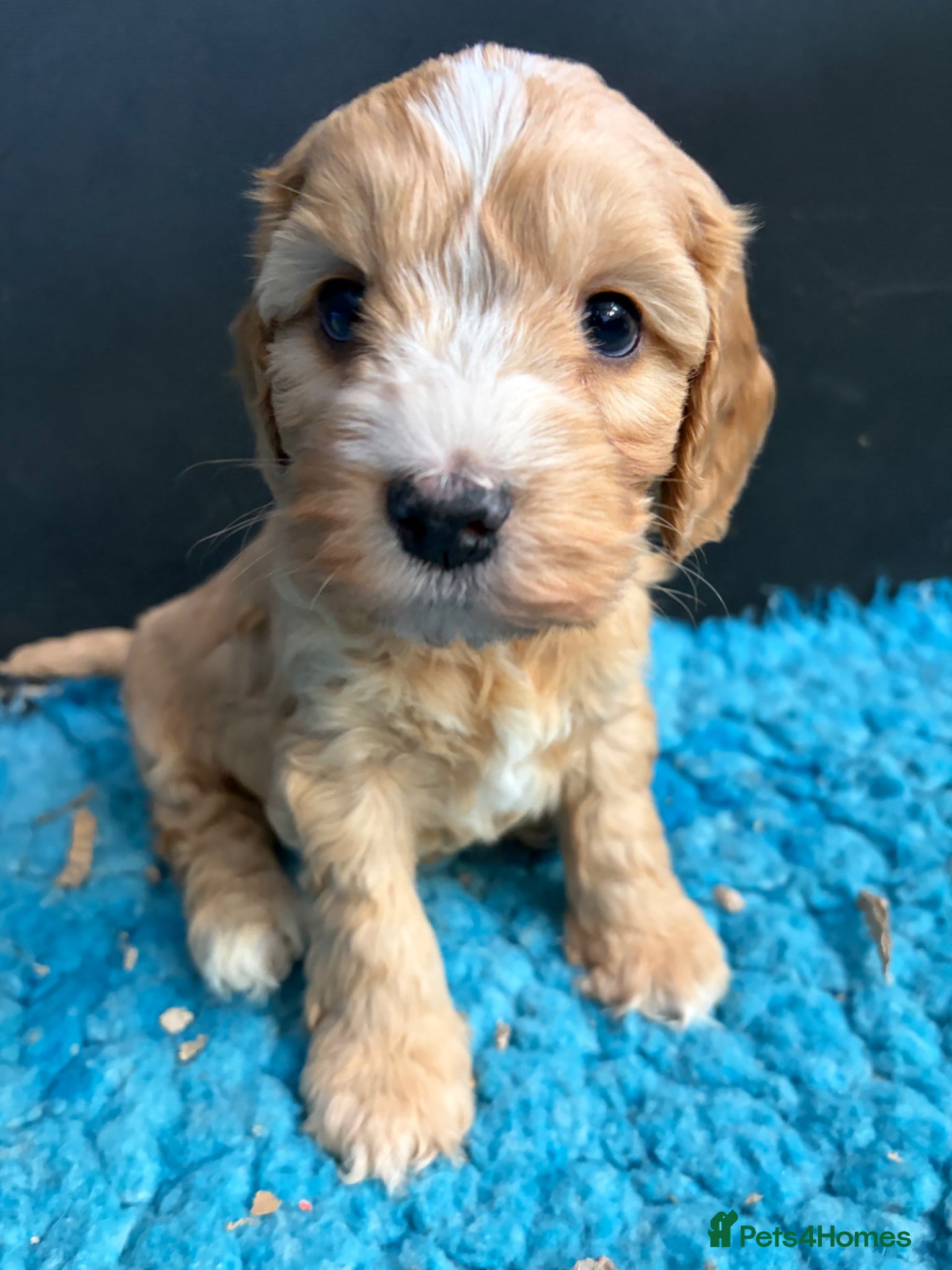 Cockapoo dogs 🌸 Stunning Multicoloured Cockapoos💙 - Advert 2