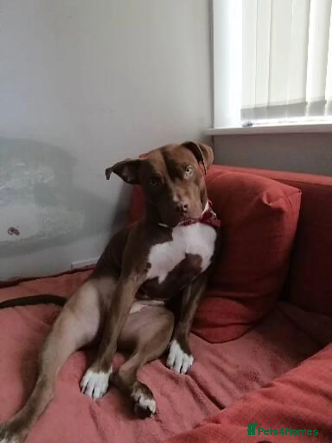 Mixed Breed dogs for sale: Staff x for sale must go today  - Advert 9