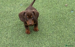 Miniature Dachshund dogs for sale: Miniature dachshunds - Image 4