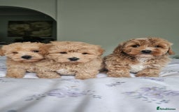Mixed Breed dogs for sale: Westipoo - Image 1
