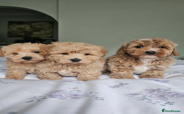 Mixed Breed dogs - Advert 4