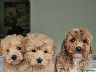 Mixed Breed dogs - Advert 14