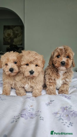 Mixed Breed dogs - Advert 4