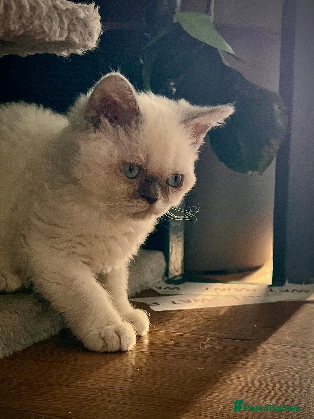 Selkirk Rex cats for sale: SELKIRK REX KITTENS  😻 - Advert 12