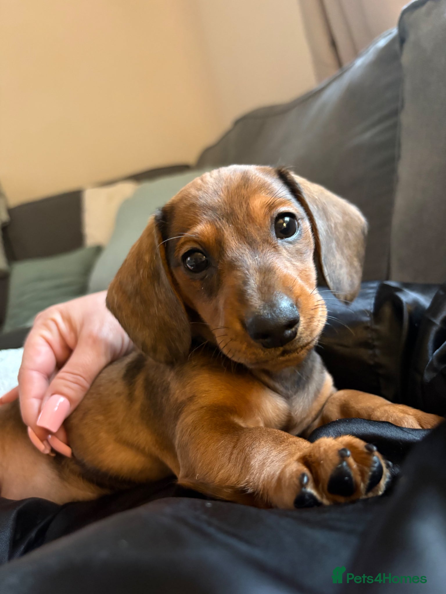 Miniature Dachshund dogs Dapple dachshunds  - Advert 11