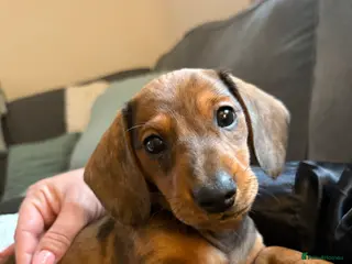 Miniature Dachshund dogs Dapple dachshunds - Advert 11