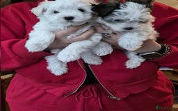 Morkie dogs for sale: Mini Morkies - Advert 7