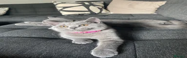 British Shorthair 1