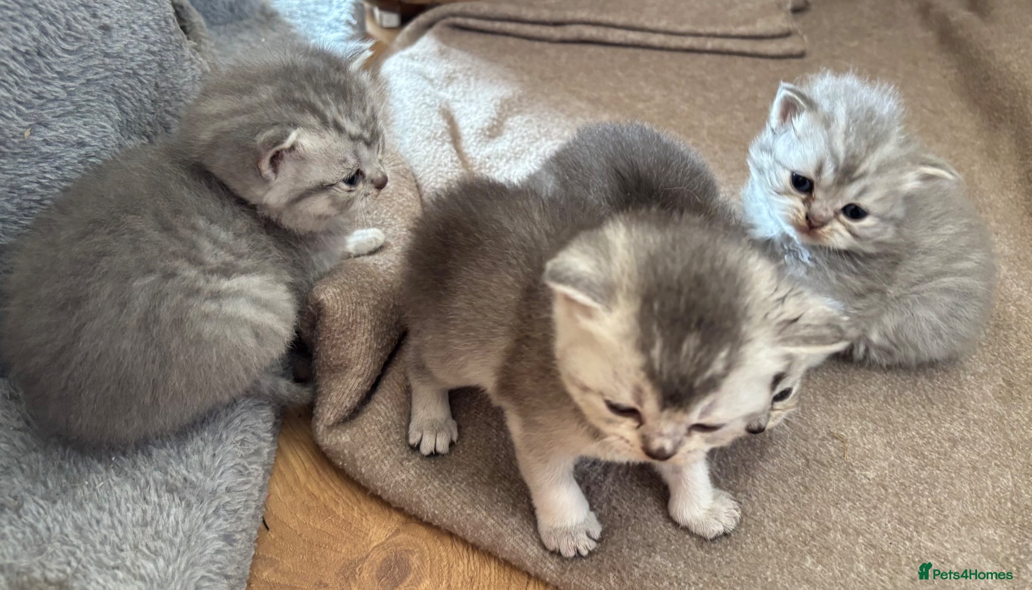 British Shorthair cats for sale: Beautiful family of stunning BSH and Blue - Advert 1