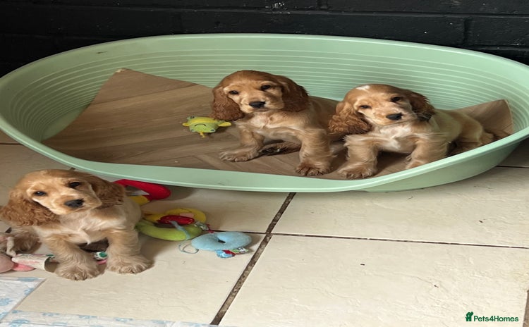 Cocker Spaniel dogs - Advert 10