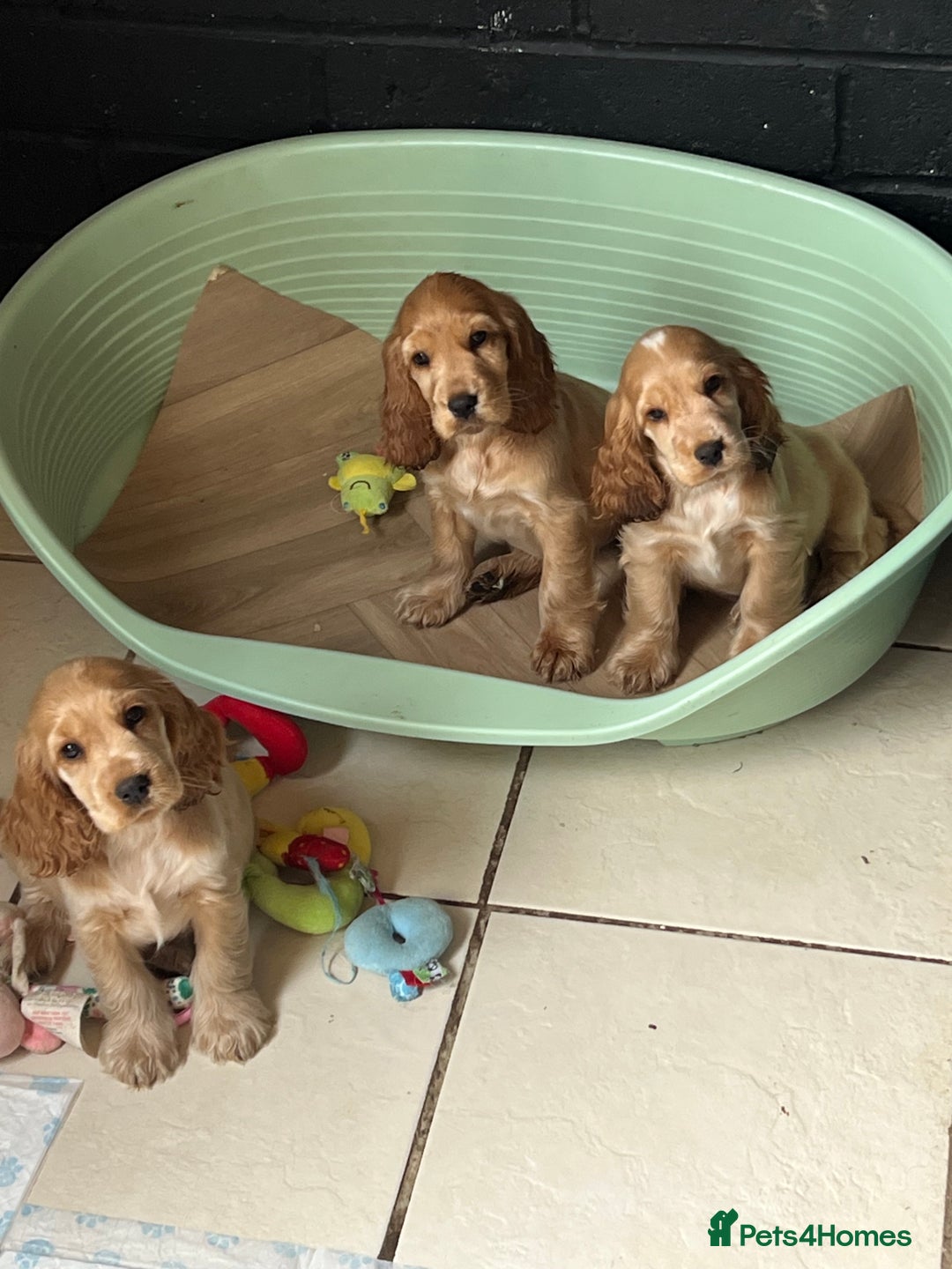 Cocker Spaniel dogs for sale: LAST 3 GIRLS ⭐️⭐️⭐️⭐️⭐️CH BLOODLINES  - Image 1