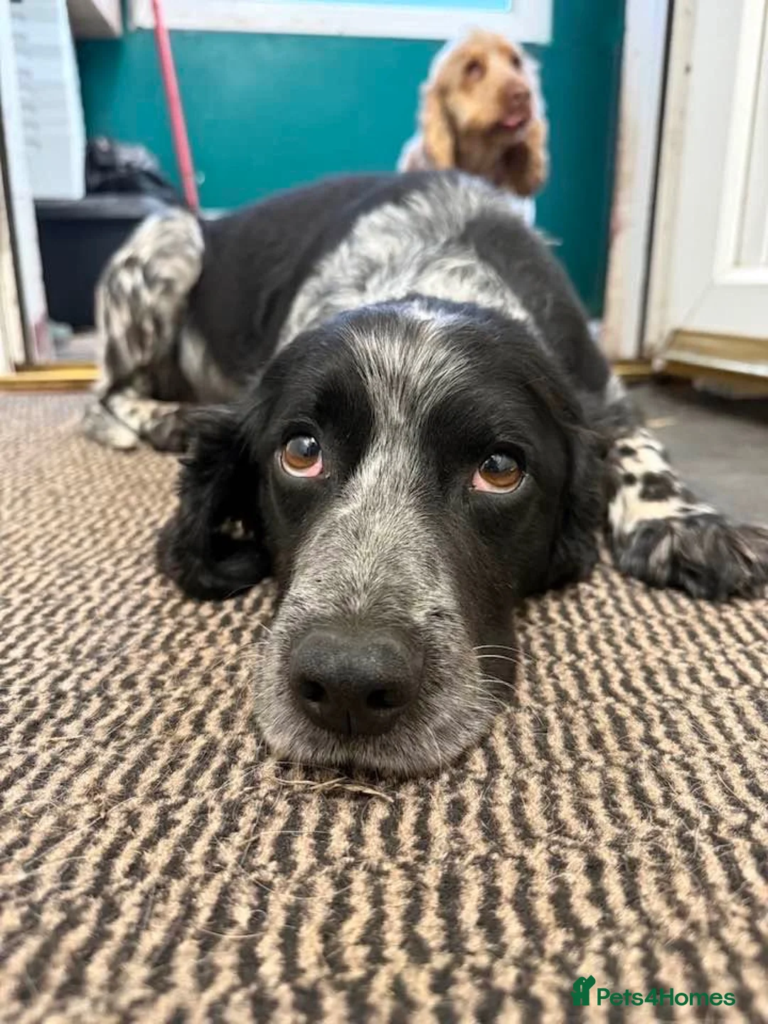 Cocker Spaniel dogs for adoption: Pablo - Advert 1