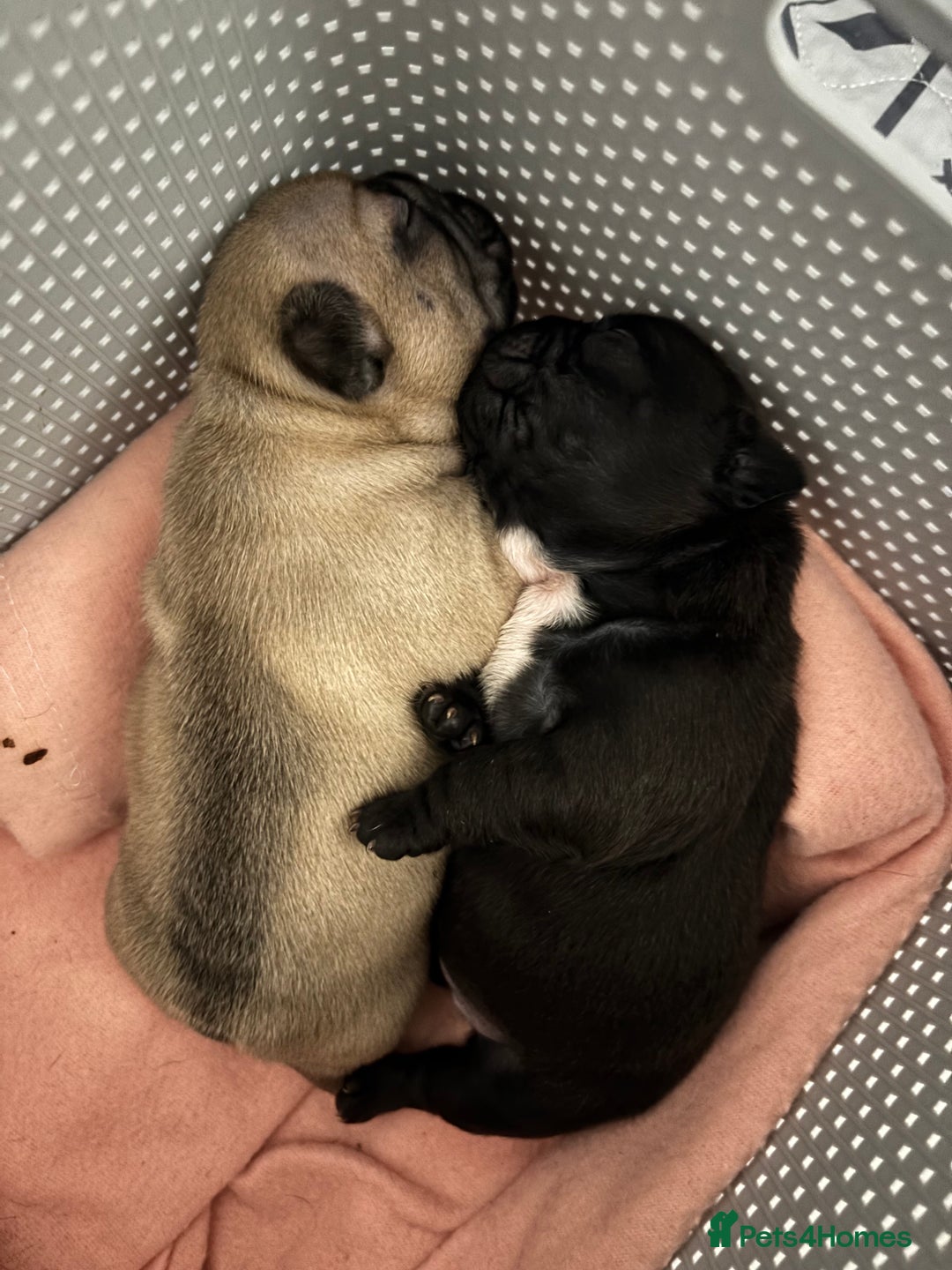 French Bulldog dogs for sale: French Bulldog Puppies PET PRICED  - Advert 15
