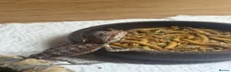 Bearded Dragon reptiles for sale: 💥💥💥Baby Dragons - back by popular demand 💥💥💥 - Advert 3