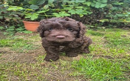 Cockapoo dogs for sale: Beautiful Cockapoo Puppies - Image 3