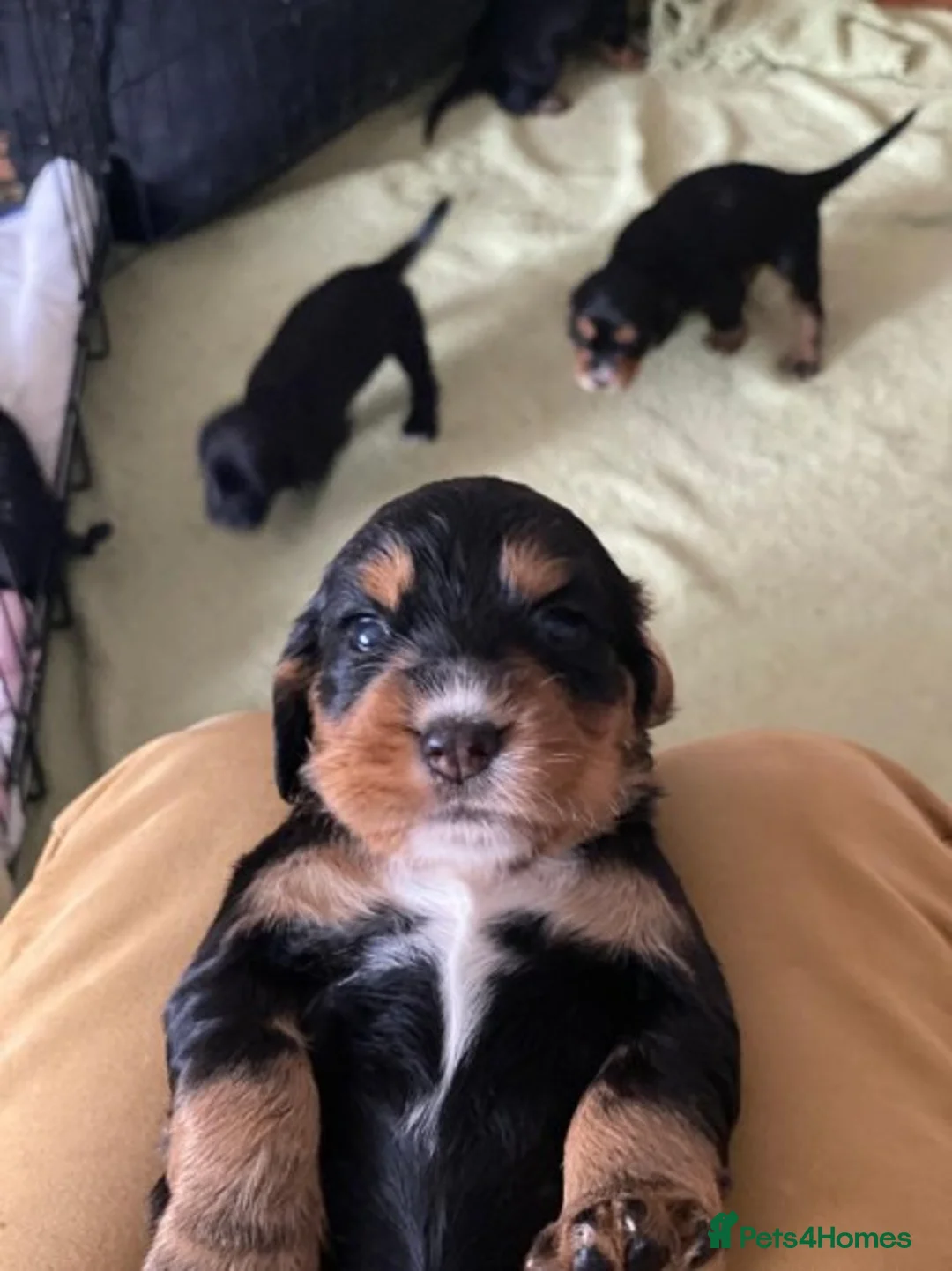 Cocker Spaniel dogs for stud: PROVEN,FULLY HEALTH TESTED Black&Tan Cocker Stud in Bristol - Advert 6