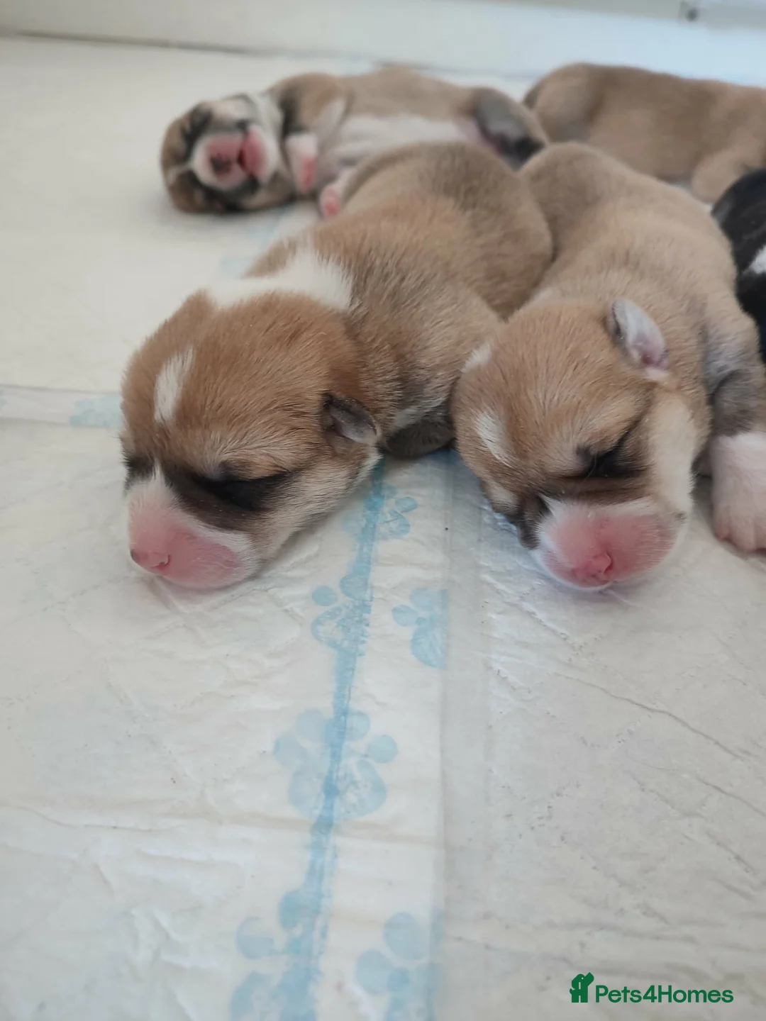 Welsh Corgi Pembroke dogs for sale: Welsh Corgi (Pembroke)  - Advert 31