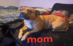 Staffordshire Bull Terrier dogs for sale: Red little one ❤️ - Image 28