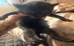 British Longhair cats for sale: X5 ragdoll crossbreed kitten polydactyl  - Advert 15