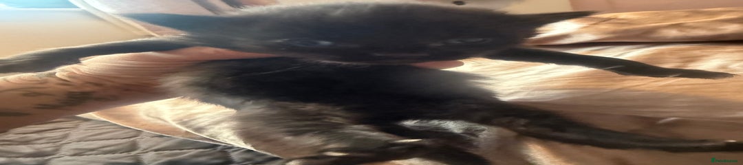 British Longhair Kitten 5