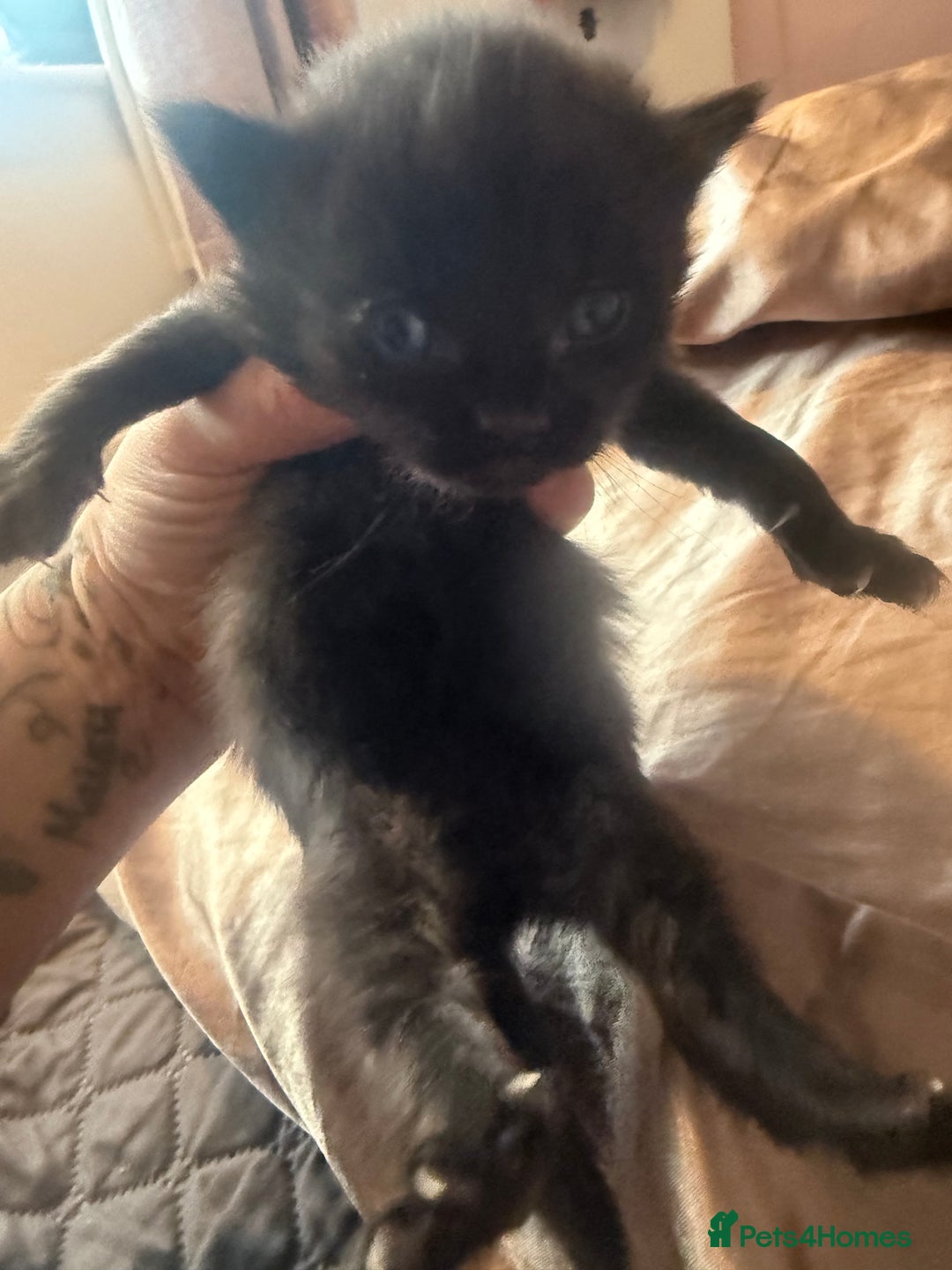 British Longhair cats for sale: X5 ragdoll crossbreed kitten polydactyl  - Advert 15