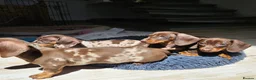 Dachshund dogs for sale: adorable Dachshund puppies for sale  in New Malden - Advert 10