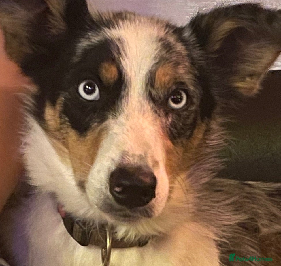 Border Collie dogs 2x Collie pups for sale - Advert 2