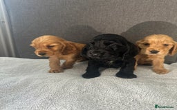 Cocker Spaniel dogs for sale: Beautiful Showtype cocker spaniels - Image 31