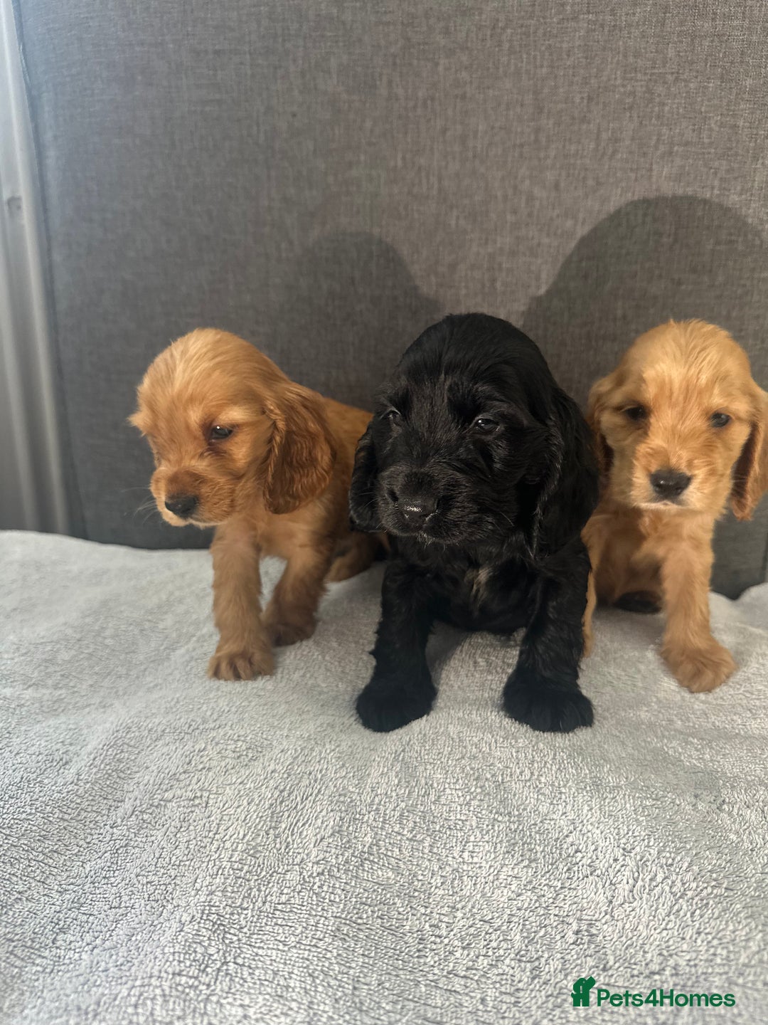 Cocker Spaniel dogs for sale: Beautiful Showtype cocker spaniels - Image 31