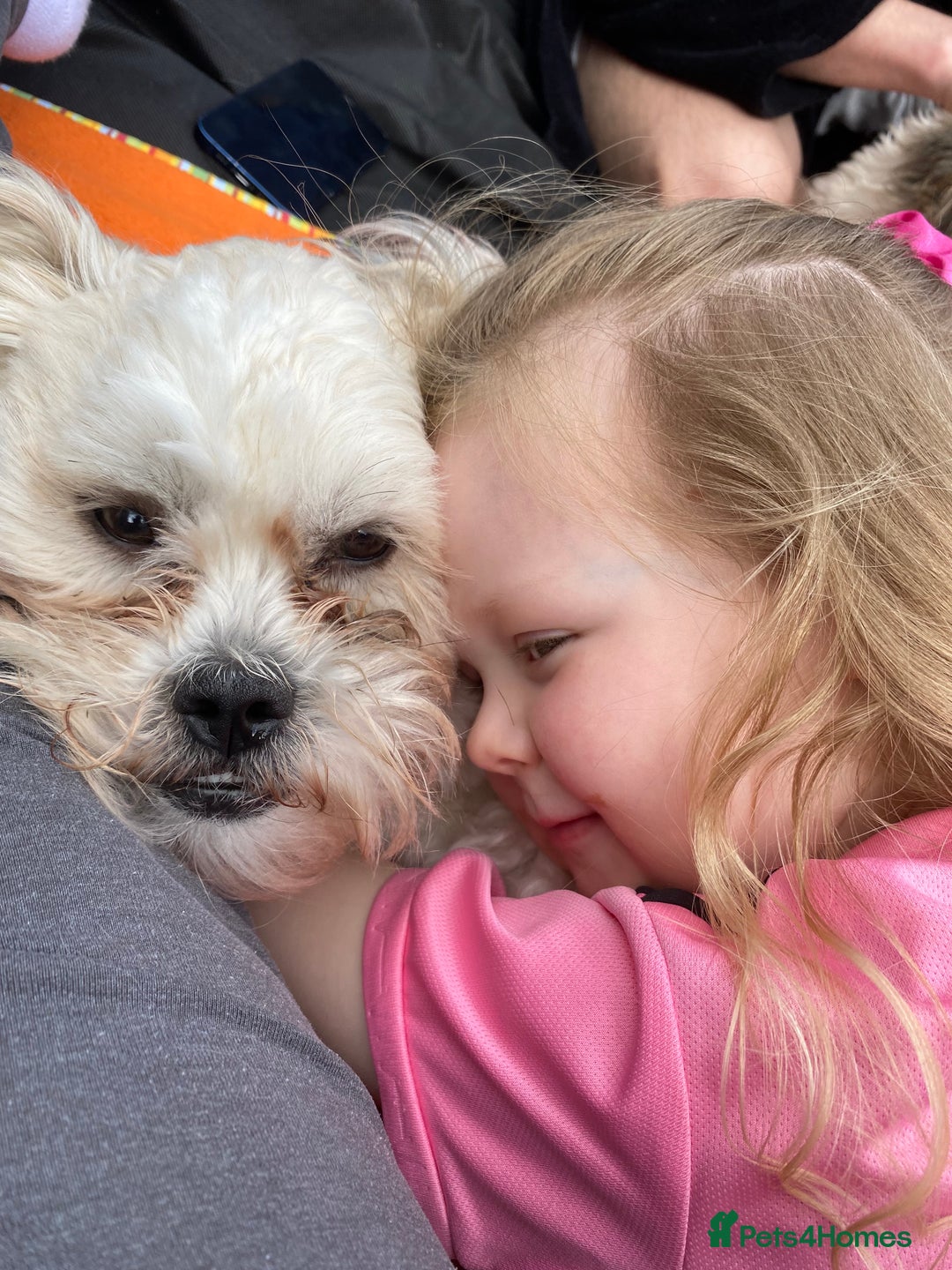 Mixed Breed dogs for sale: Loving Home wanted for Teddy🐾💙 - Advert 2