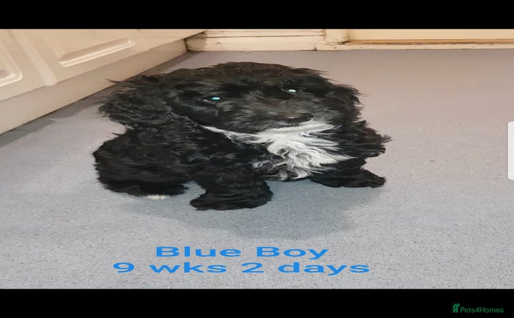 Sproodle dogs SPROODLE PUPS, (Min. Sproodle/Toy Poodle) F1b  - Advert 2