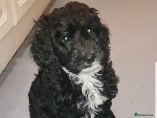 Sproodle dogs SPROODLE PUPS, (Min. Sproodle/Toy Poodle) F1b - Advert 13