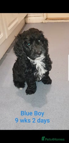 Sproodle dogs SPROODLE PUPS, (Min. Sproodle/Toy Poodle) F1b - Advert 2