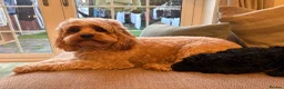 Cavapoo dogs for sale: Cavapoo puppies  - Advert 10