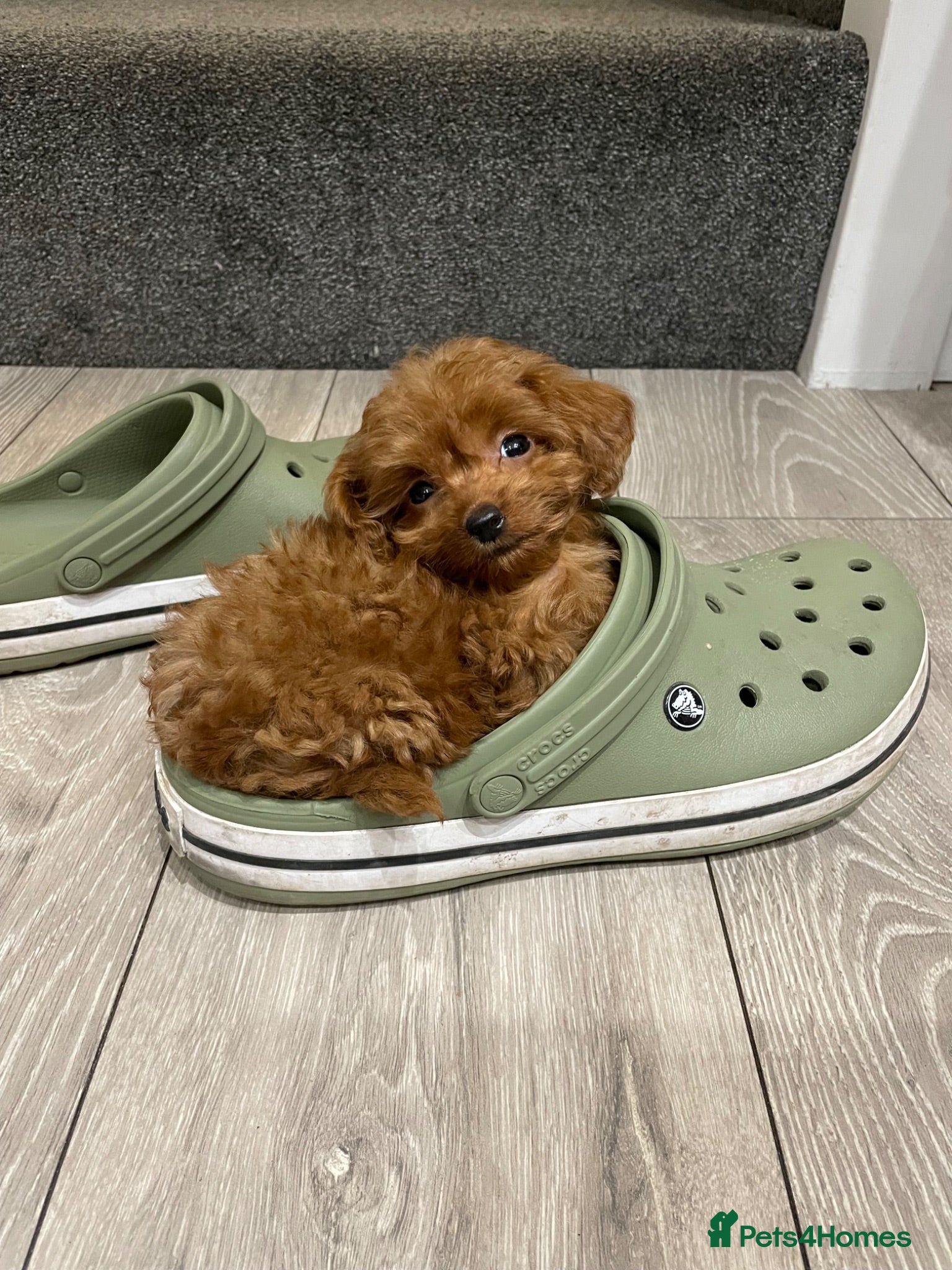 Cockapoo dogs Incredibly fluffy Tiny Toy F1B Cockapoo pups - Advert 1