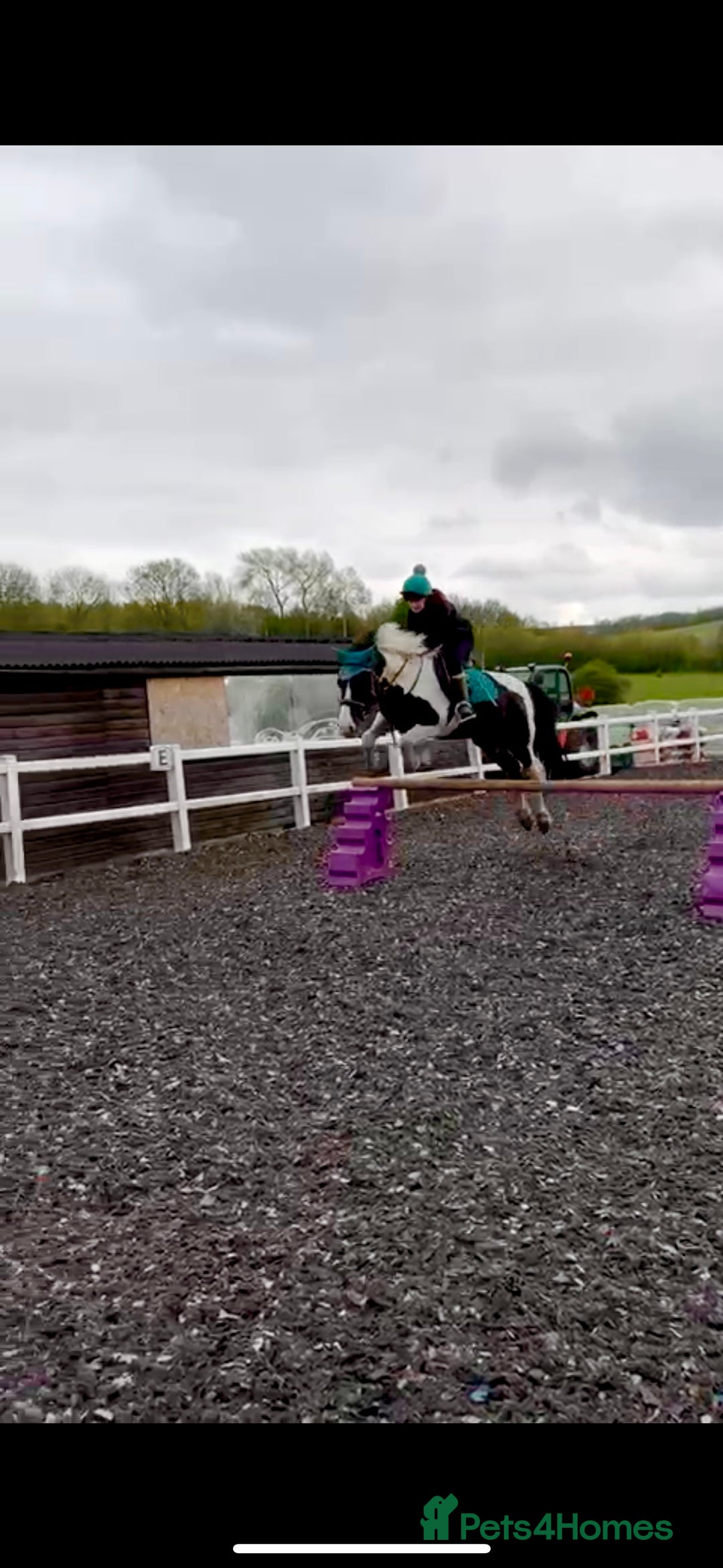 Other Breed horses for sale: Lady athena - Advert 16