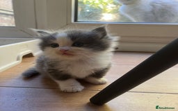 Ragdoll cats for sale: Ragdoll British shorthair kittens - Image 6