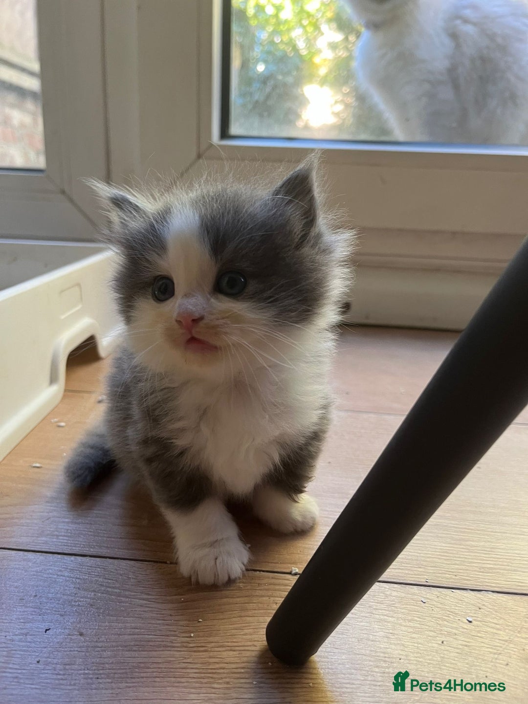 Ragdoll cats for sale: Ragdoll British shorthair kittens - Image 6