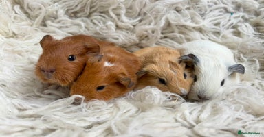 Guinea Pig rodents in Whitland - Advert 5