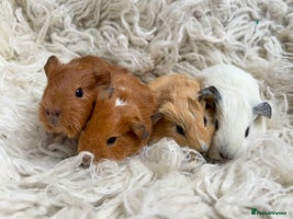 Guinea Pig rodents in Whitland - Advert 8