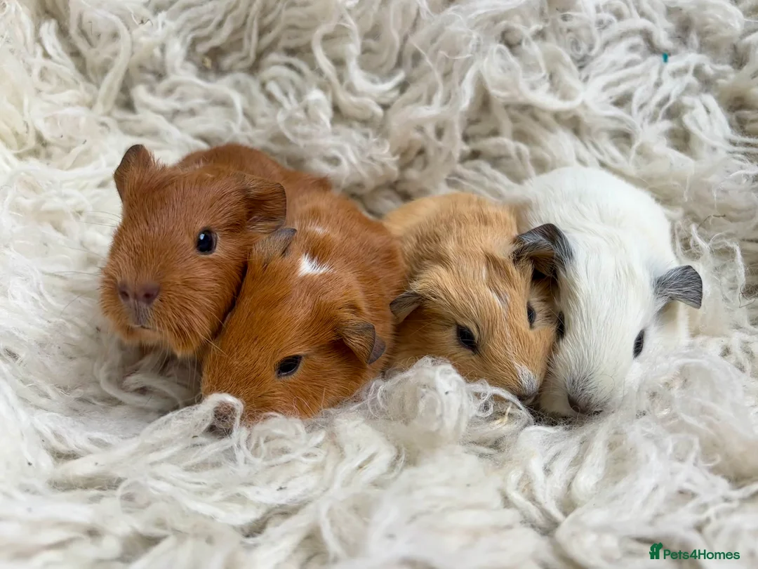 Guinea Pig rodents for sale: Californian x Guinea pigs - Advert 2
