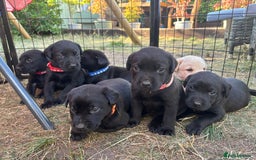 Labrador Retriever dogs for sale: 9 Beautiful Labrador Puppies For Sale  - Image 8