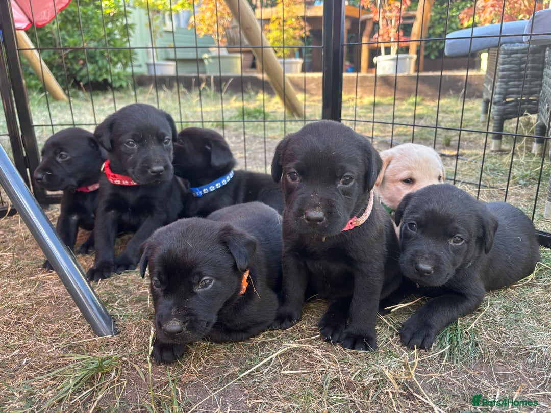 Labrador Retriever dogs for sale: 9 Beautiful Labrador Puppies For Sale  - Image 8