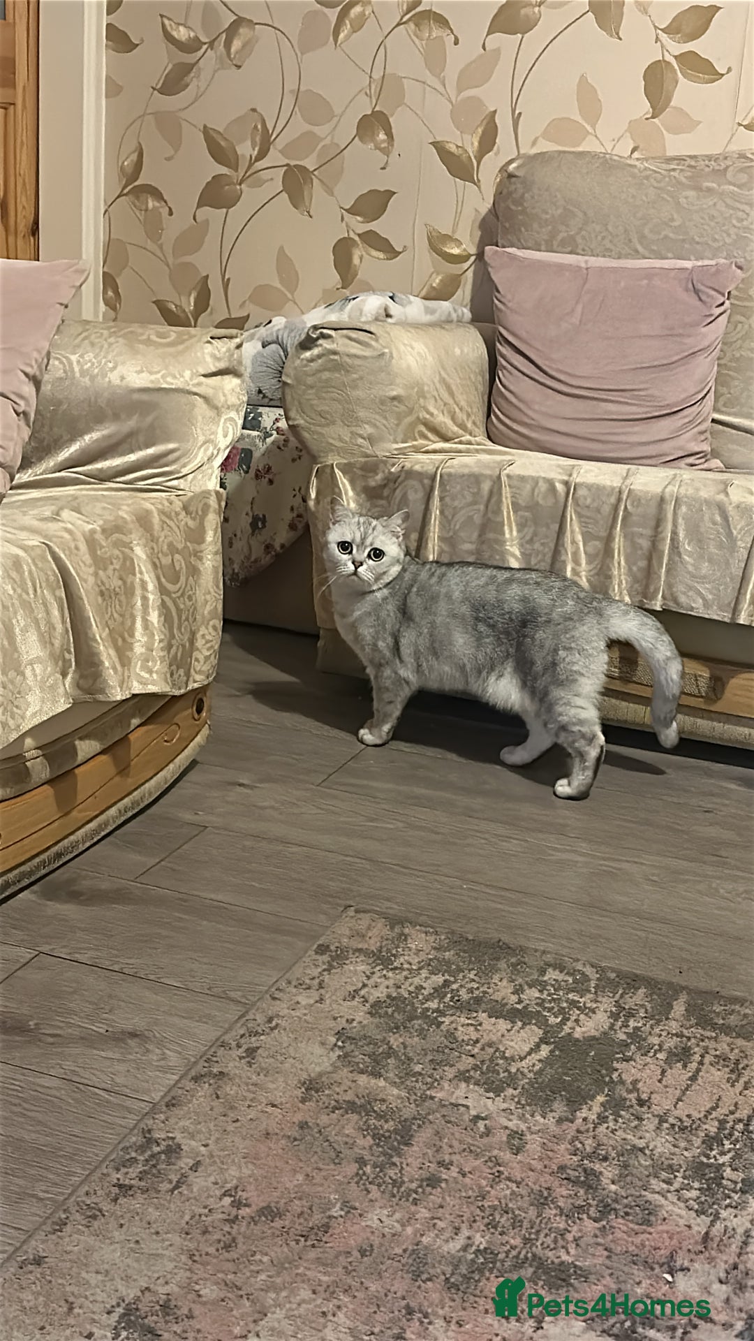 British Shorthair cats for sale: British Short Hair - Silver Shaded - Stormi - Advert 2