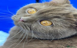 British Shorthair cats for sale: British shorthair kittens  - Image 14