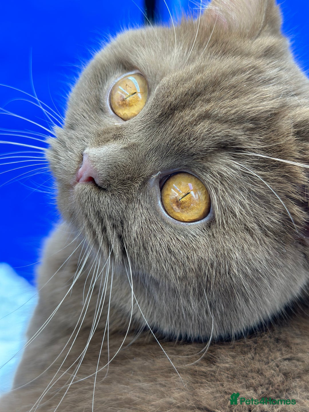 British Shorthair cats for sale: British shorthair kittens  - Image 14