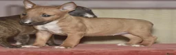 Miniature Bull terrier dogs for sale: Ready to leave!Top quality mini bull terrier pups  - Advert 5