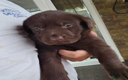 Labrador Retriever dogs for sale: Chocolate Labradors Retriever puppies  - Image 4