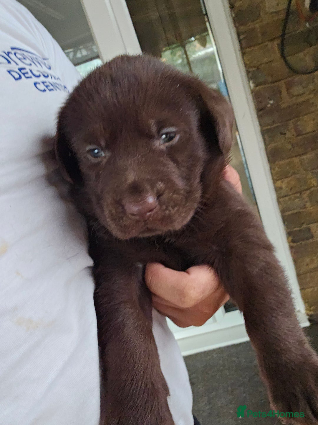 Labrador Retriever dogs for sale: Chocolate Labradors Retriever puppies  - Image 4