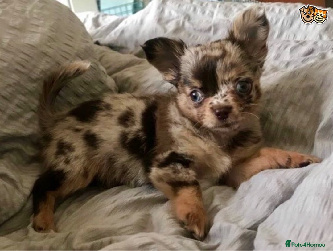 Chihuahua dogs for stud: KC Lilac Tri Long Coat Chihuahua Well Proven Stud in Washington - Advert 9